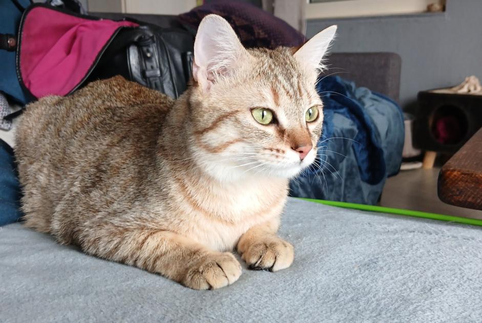 Vermisstmeldung Katze Männliche , 1 jahre Chamalières-sur-Loire Frankreich Vermisstmeldung Katze Männliche , 1 jahre Chamalières-sur-Loire Frankreich