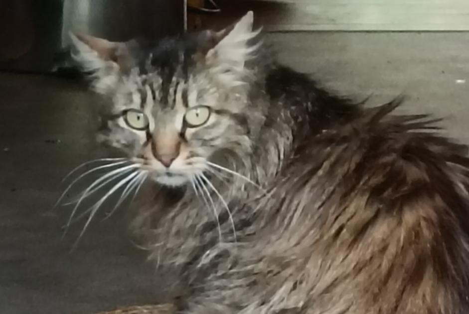 Alerte Découverte Chat Inconnu , 3 ans Alleyras France