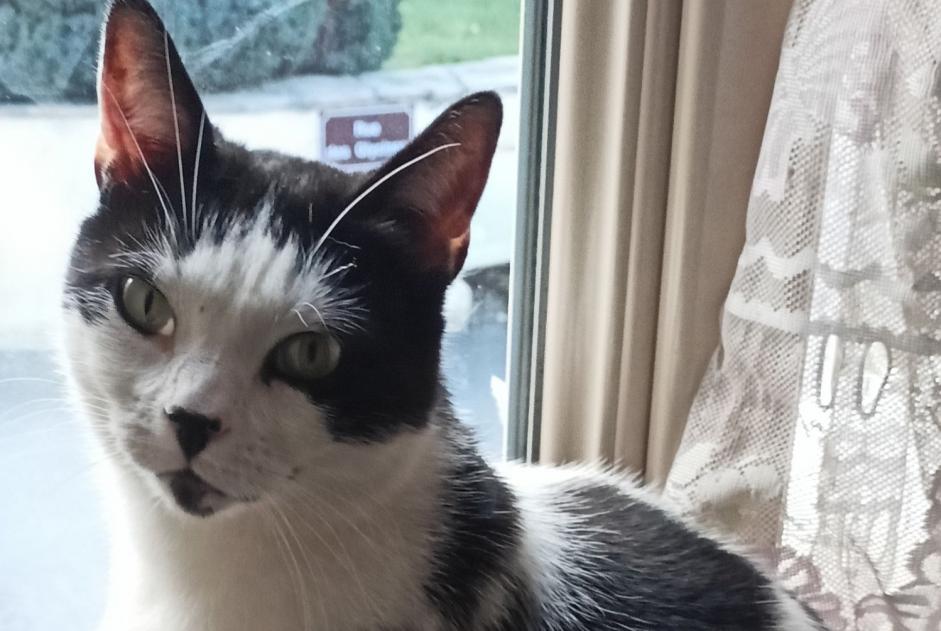 Alerte Disparition Chat Femelle , 5 ans Chambezon France