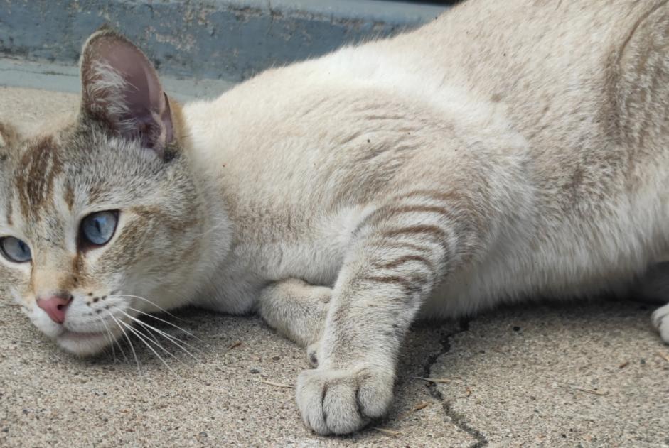 Alerte Découverte Chat Inconnu , 2 ans Le Chambon-sur-Lignon France