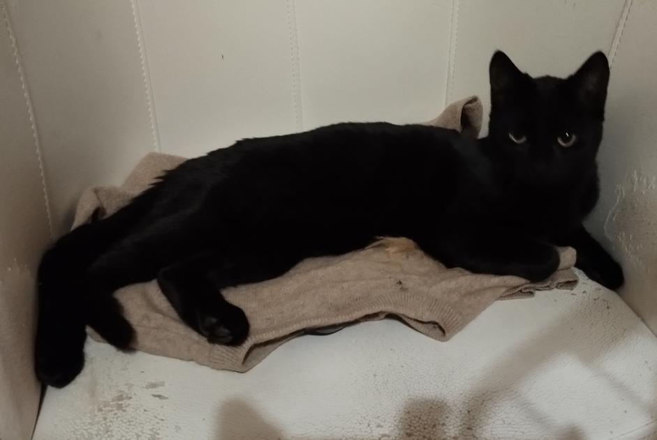 Avviso Ritrovamento Gatto Non conosciuta Le Chambon-sur-Lignon Francia