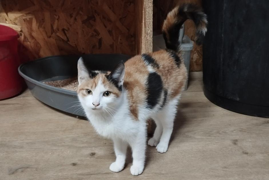 Ontdekkingsalarm Kat Vrouwtje Araules Frankrijk