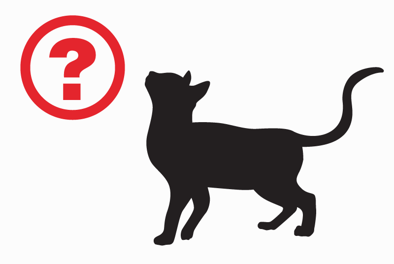 Avviso Ritrovamento Gatto incrocio di razze  Non conosciuta Tence Francia